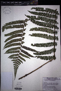Polystichum concinnum image