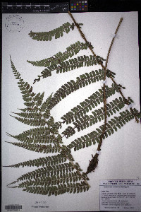 Polystichum concinnum image