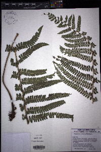 Polystichum concinnum image