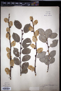 Salix caprea image