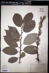 Salix caprea image