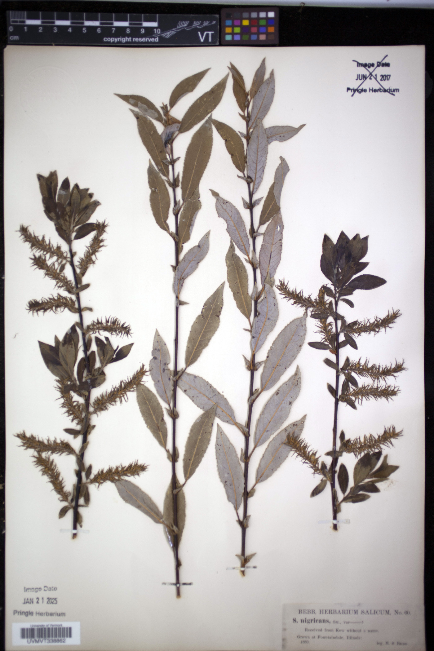 Salix nigricans image