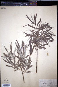 Salix viminalis image