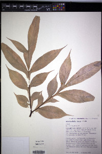 Amorphophallus konjac image