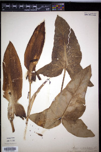 Arum maculatum image