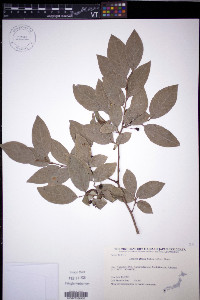 Lindera glauca image