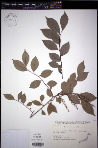 Vaccinium bracteatum image