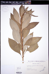 Lysimachia clethroides image