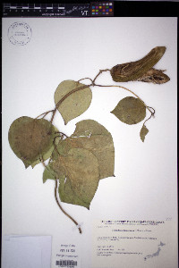 Marsdenia tomentosa image