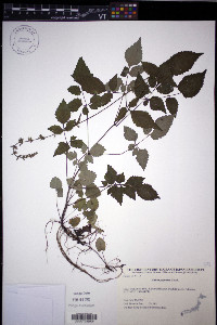 Salvia japonica image
