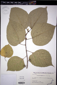 Broussonetia papyrifera image