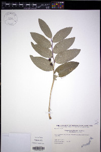 Polygonatum odoratum image
