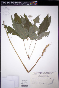 Panax pseudoginseng image