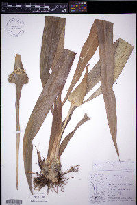 Rapatea ulei image