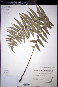 Dryopteris dickinsii image