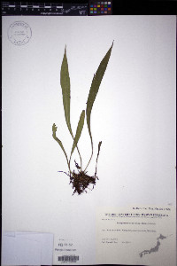 Loxogramme salicifolia image