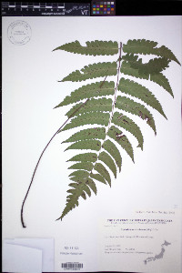 Diplazium mettenianum image