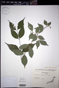 Callicarpa japonica image