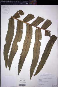 Diplazium centripetale image