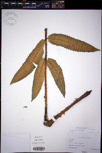 Diplazium centripetale image