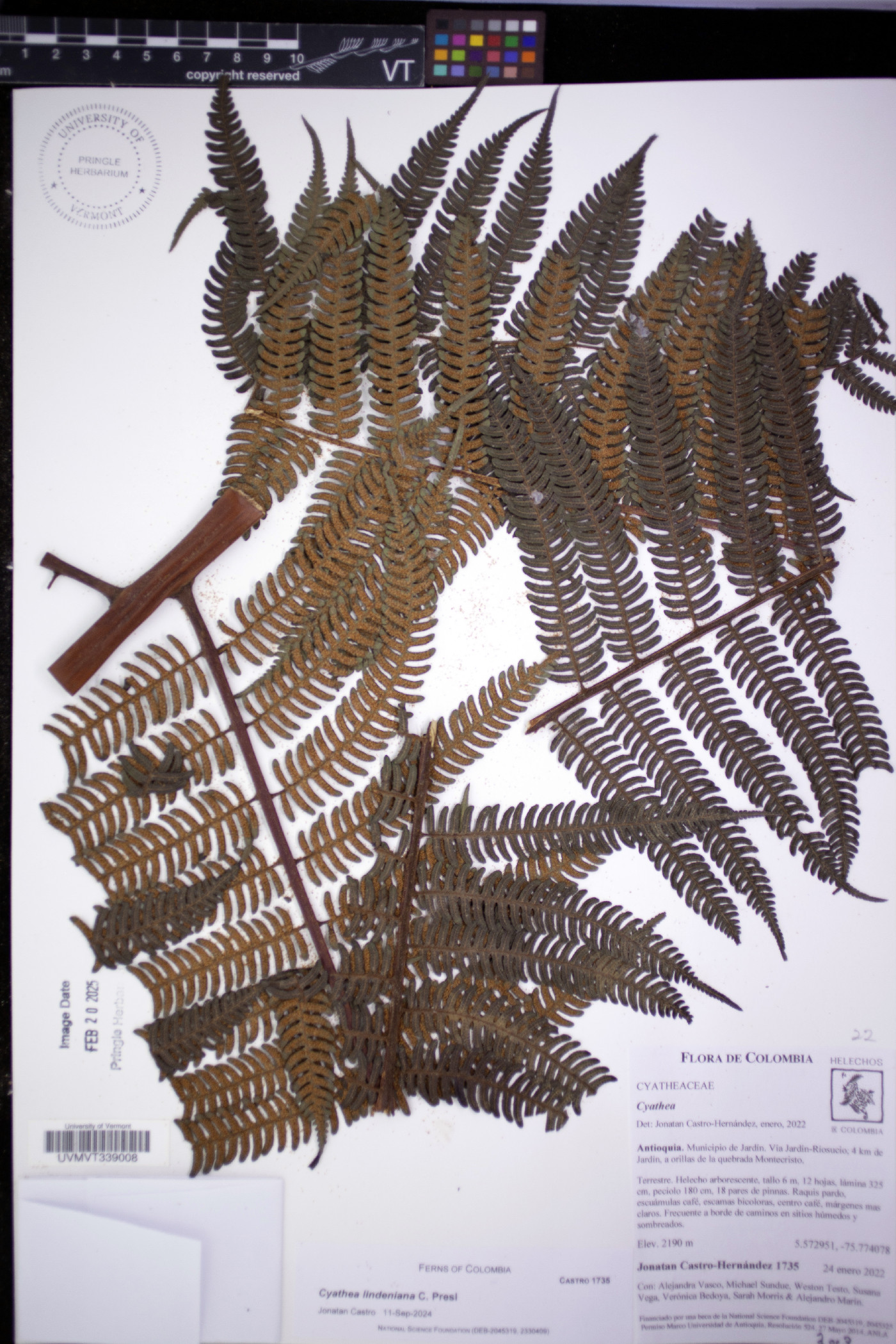 Cyathea lindeniana image