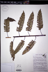 Cyathea latevagans image