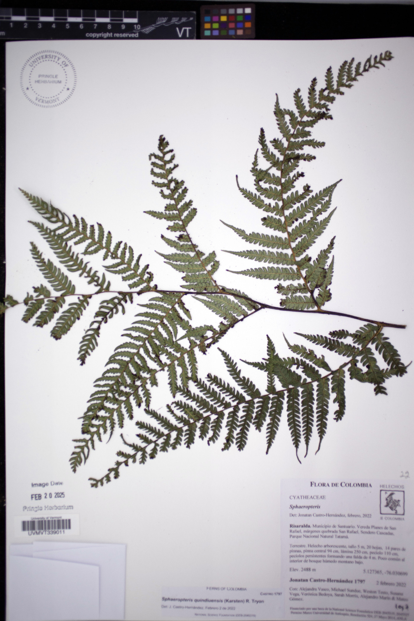 Sphaeropteris image