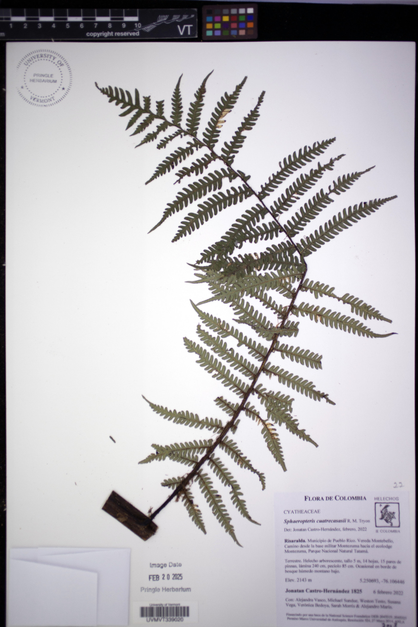 Cyathea cuatrecasasii image