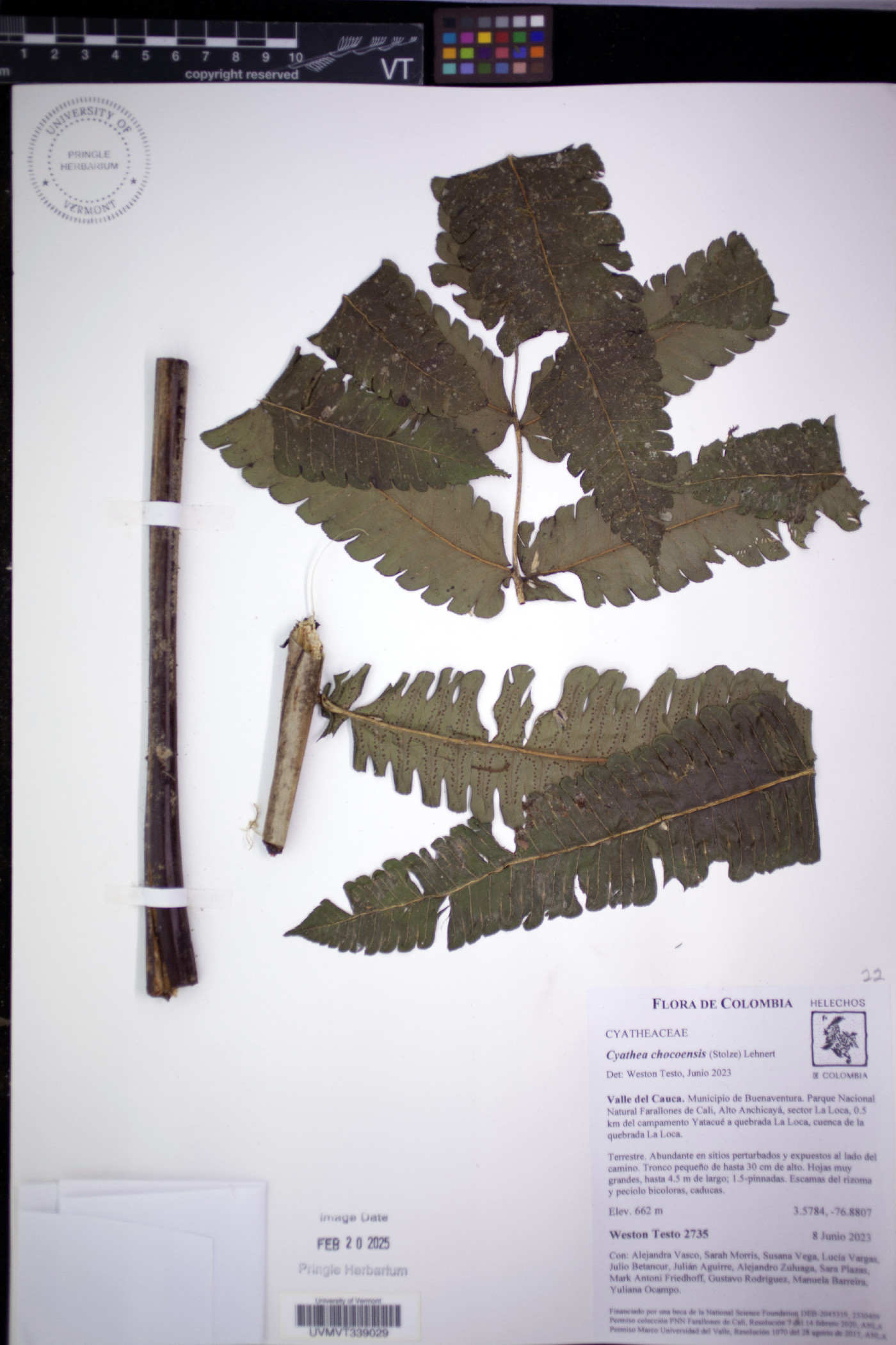 Cyathea chocoensis image