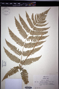 Dryopteris goldieana image