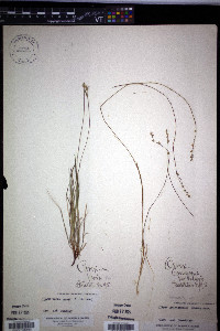 Carex peckii image