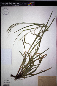 Carex arctata image