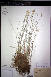 Trichophorum alpinum image