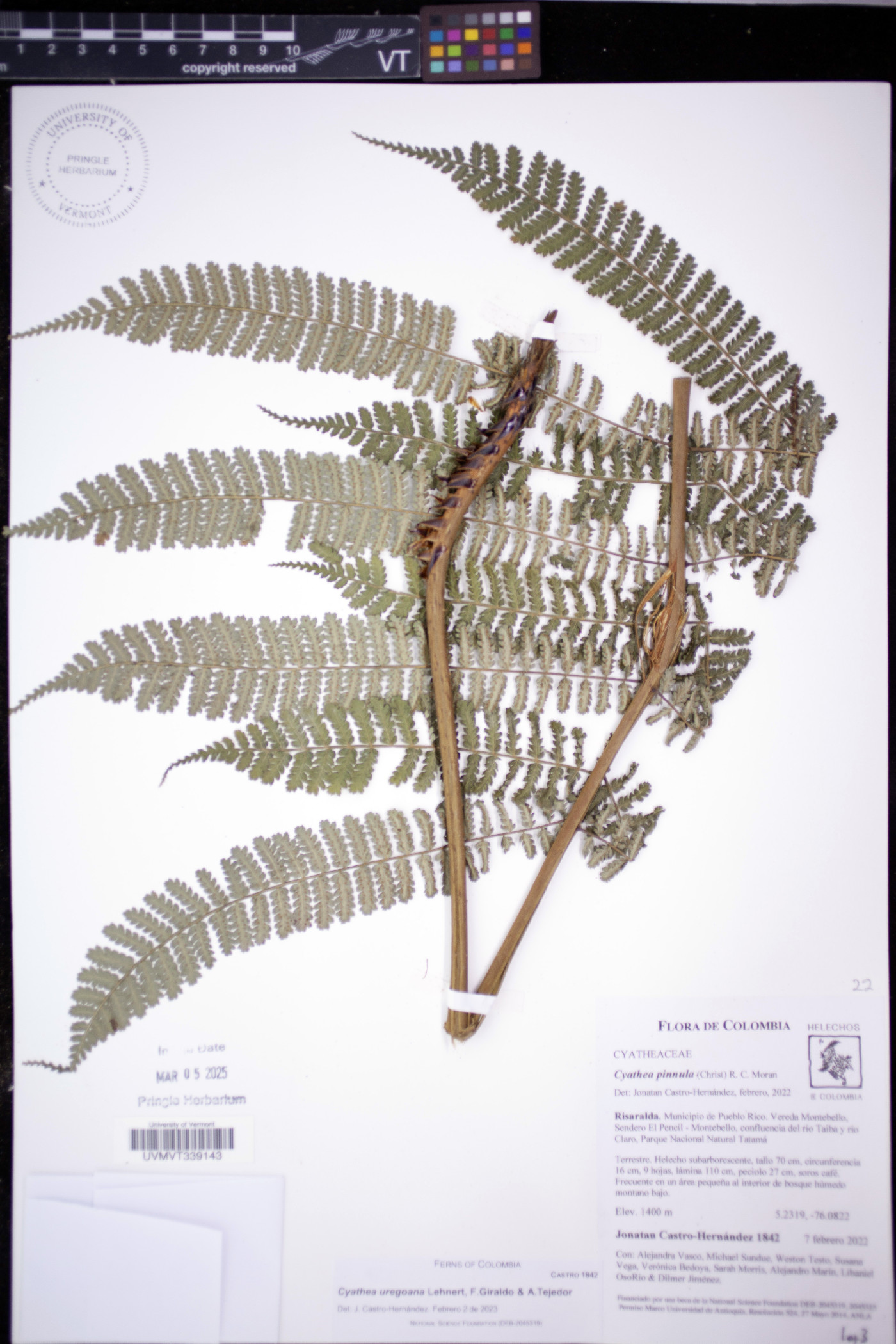Cyathea pinnula image
