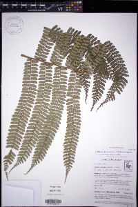 Cyathea pinnula image
