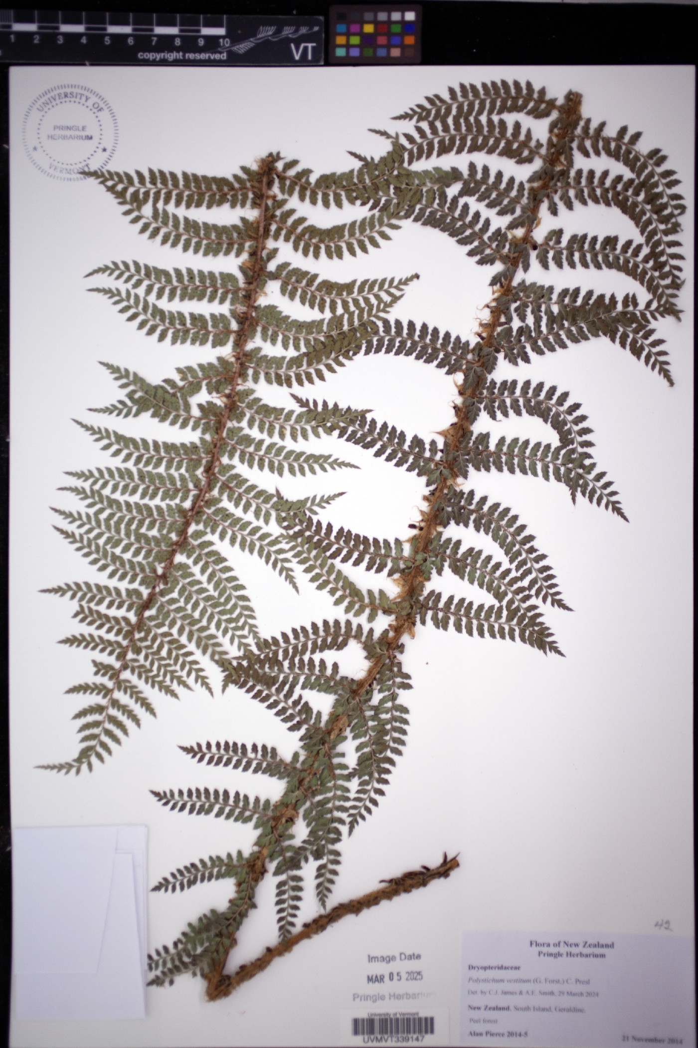 Polystichum vestitum image