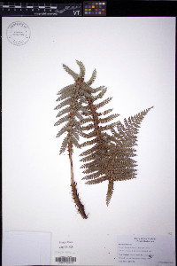 Polystichum vestitum image