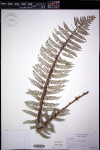 Polystichum vestitum image