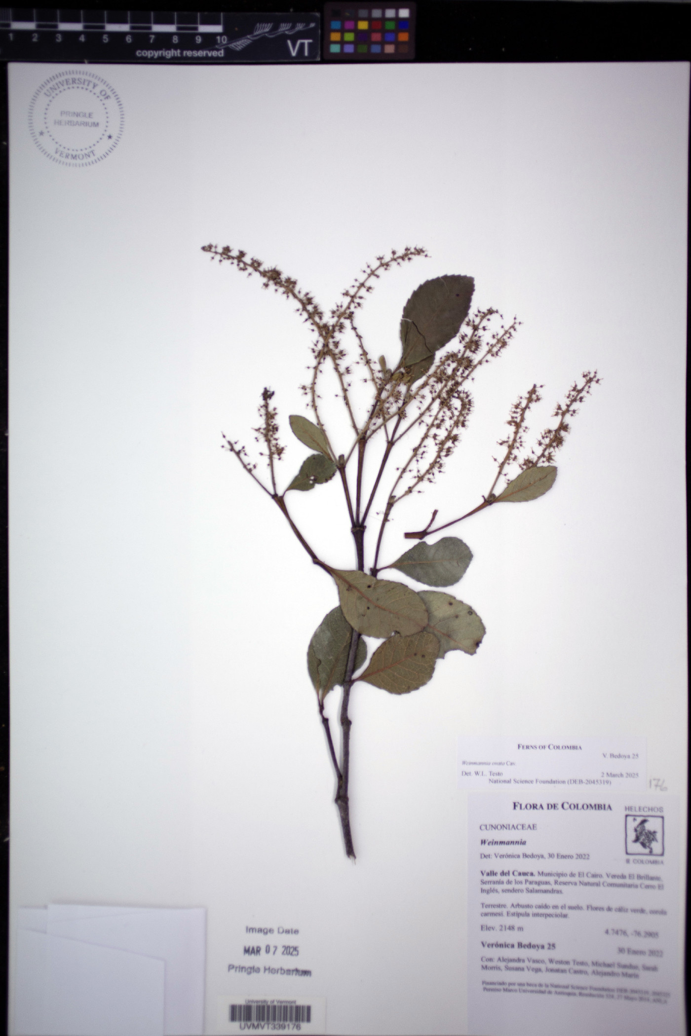 Weinmannia ovata image
