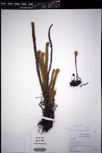 Jamesonia bogotensis image