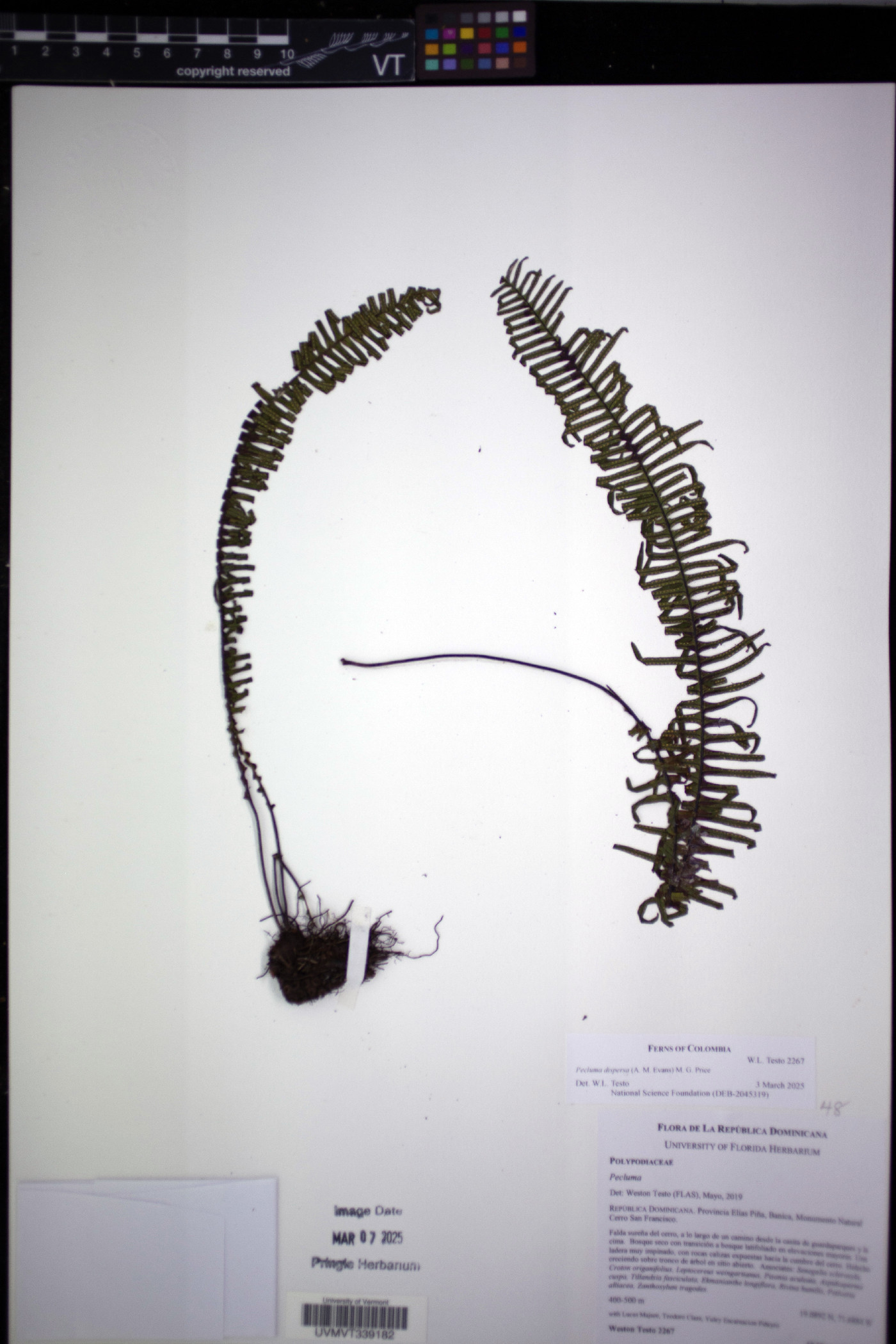 Pecluma dispersa image