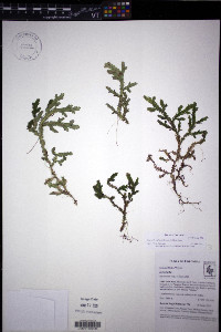 Selaginella euclimax image