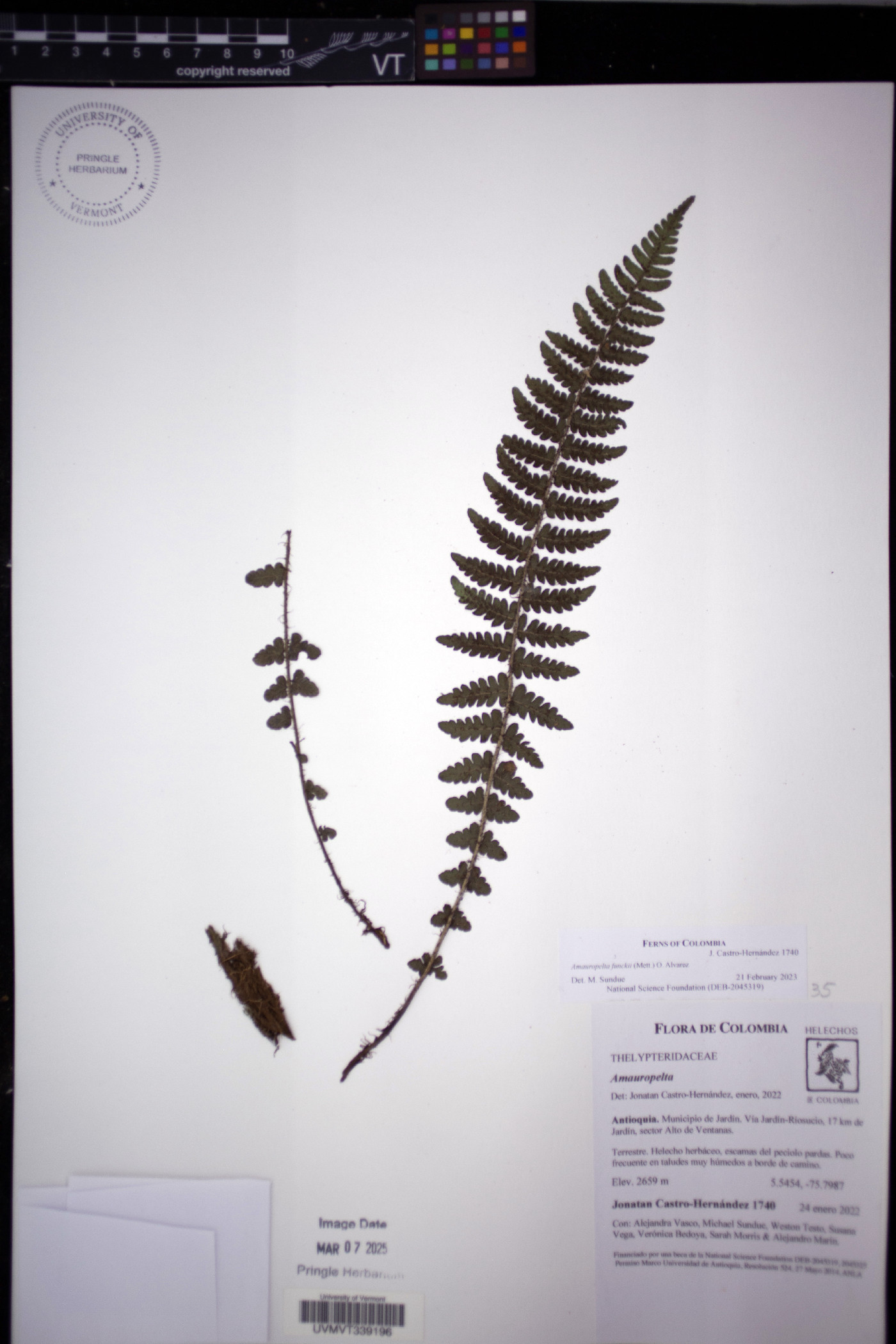 Amauropelta funckii image