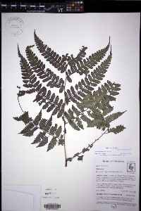 Diplazium hians image