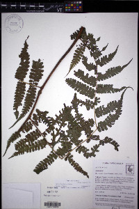 Diplazium hians image