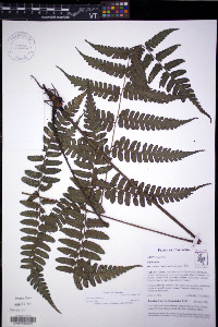 Diplazium wolfii image