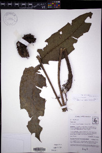 Diplazium macrodictyon image