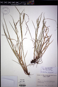 Carex debilis var. rudgei image