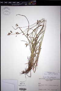Carex castanea image