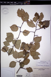 Crataegus scabrida image